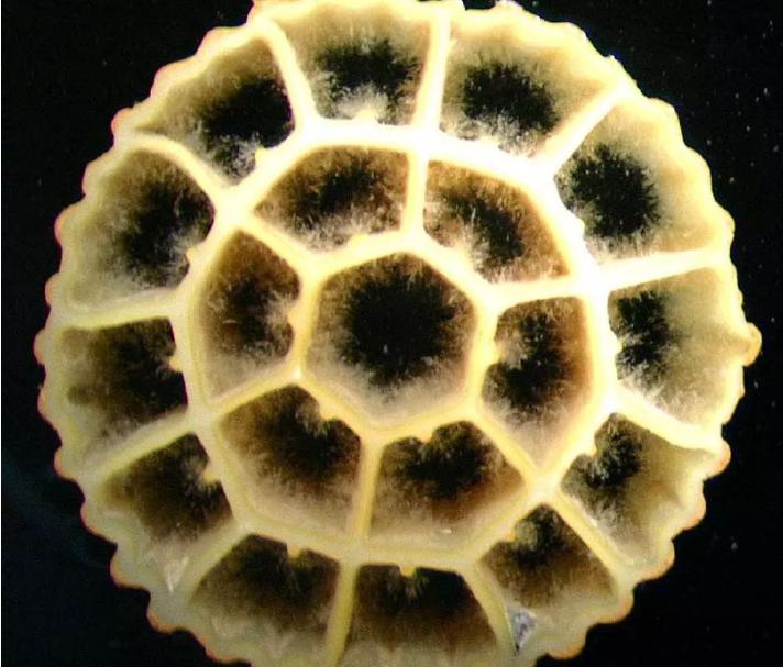 MBBR填料性能的判別指標